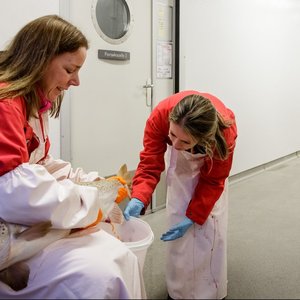 Norwegian researchers discover how to mass-produce sterile salmon