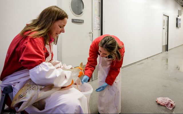 Norwegian researchers discover how to mass-produce sterile salmon