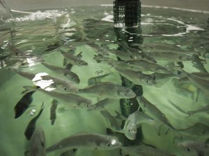 Exercise at hatchery stages improves performance in juvenile seabream