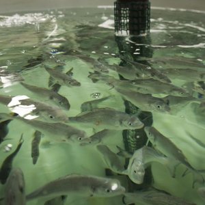 Exercise at hatchery stages improves performance in juvenile seabream