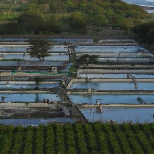 Pebble Labs and Virbac partner to bring shrimp disease solutions to farmers