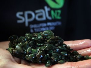 New Zealand to develop mussel spat hatchery