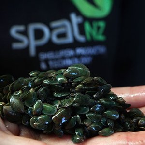 New Zealand to develop mussel spat hatchery