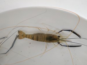 Study finds room for breeding improvements in giant freshwater prawn