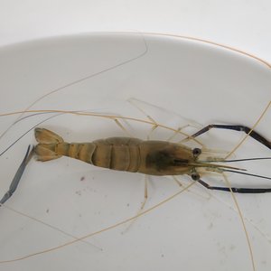 Study finds room for breeding improvements in giant freshwater prawn