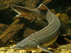 Scientists discover a genetic sex marker in sturgeon