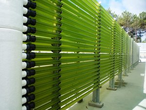 Allmicroalgae set to double production of algae-based ingredients