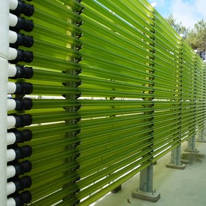 Allmicroalgae set to double production of algae-based ingredients
