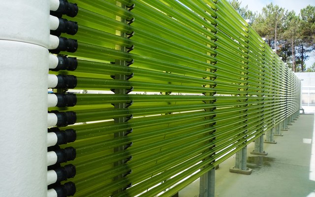 Allmicroalgae set to double production of algae-based ingredients