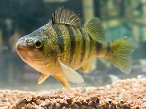 Minnesota to test yellow perch in RAS
