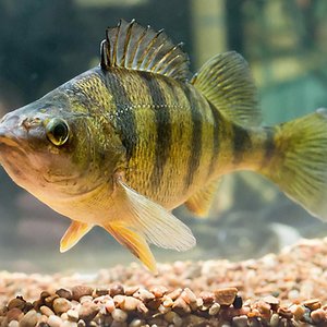Minnesota to test yellow perch in RAS