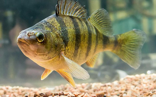 Minnesota to test yellow perch in RAS