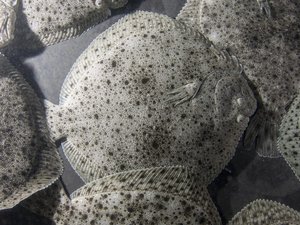 Nueva Pescanova Group to test new energy management system in turbot hatchery