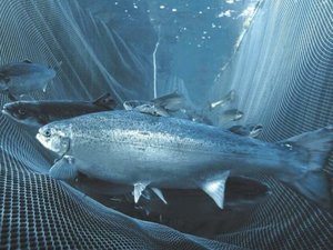Russian salmon and trout production raises