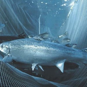 Russian salmon and trout production raises