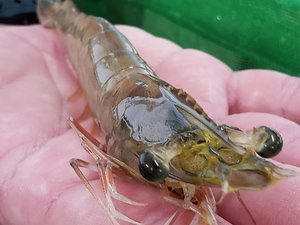 Brazilian researchers develop new shrimp genetic tool