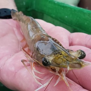 Brazilian researchers develop new shrimp genetic tool