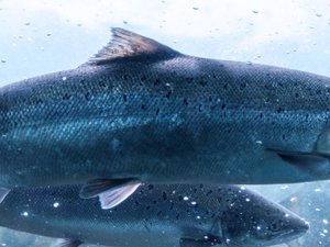 Veterinary health product approved for use in finfish in Canada