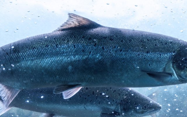 Veterinary health product approved for use in finfish in Canada