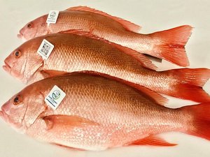 Earth Ocean Farms, CAT partnership to improve genetics of red snapper