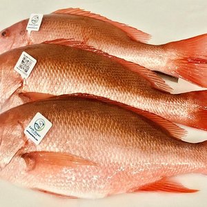 Earth Ocean Farms, CAT partnership to improve genetics of red snapper