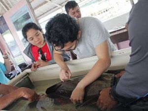 Non-invasive method to determine grouper sex