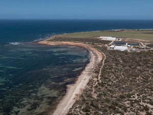 Kingfish hatchery partners to produce Asparagopsis