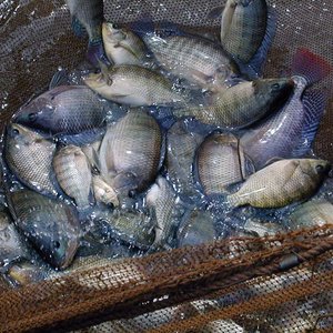 Genetic resistance to lethal virus found in tilapia