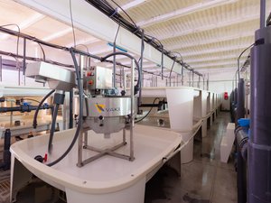 New fish mortality prediction model targets RAS farms