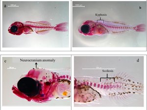 What is the optimal dietary vitamin D level in gilthead seabream larvae?