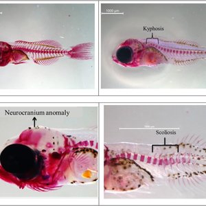 What is the optimal dietary vitamin D level in gilthead seabream larvae?