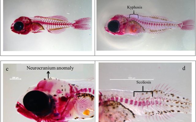 What is the optimal dietary vitamin D level in gilthead seabream larvae?