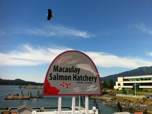 Landslide damage forces US salmon hatchery to cull thousands of fish