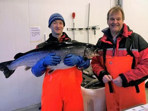 Norwegian researchers developed super male salmon