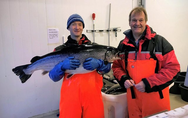 Norwegian researchers developed super male salmon