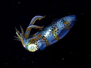 Japanese researchers develop squid farming system