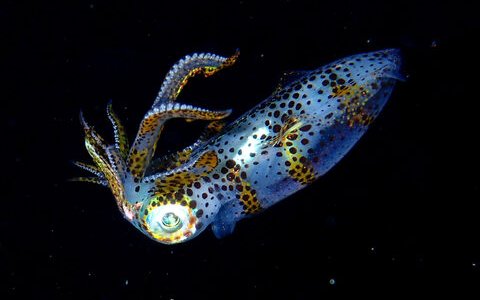 Japanese researchers develop squid farming system