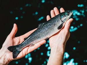 Scottish Sea Farms awarded for its hatchery waste recycling project