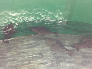EU project to improve flatfish breeding