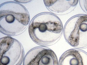 Call for funding research to advance aquaculture hatchery technologies - US