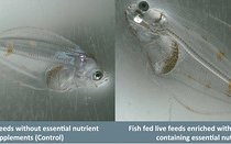 OSU researchers aim to halve hatchery morts with novel nutrient delivery system