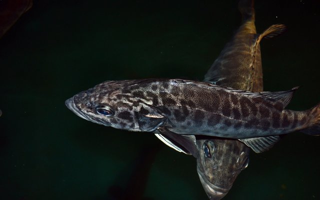 Argentinian researchers achieve important advances in wreckfish culture