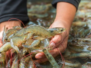 Aquaculture technology provider develops real-time AI-based analytics solution for shrimp