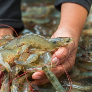 Aquaculture technology provider develops real-time AI-based analytics solution for shrimp