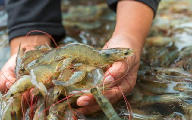 Aquaculture technology provider develops real-time AI-based analytics solution for shrimp