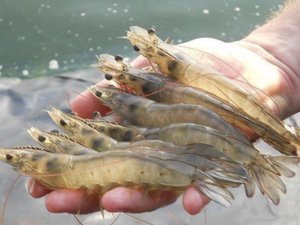 Register for webinar on shrimp disease management for hatcheries