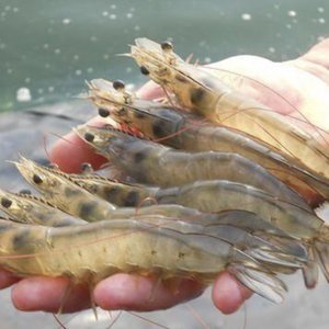 Register for webinar on shrimp disease management for hatcheries