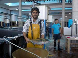 How to optimize costs and performance in greater amberjack hatcheries