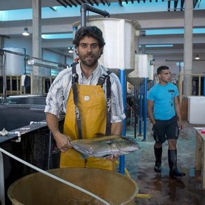 How to optimize costs and performance in greater amberjack hatcheries
