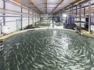 Kingfish Zeeland completes pilot of Raised Without Antibiotics Standard